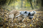 2 young dogs