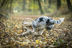 2 young dogs