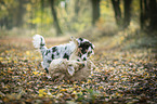 2 young dogs