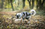 2 young dogs