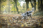 2 young dogs