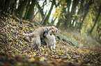 2 young dogs