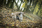 2 young dogs