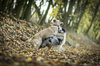 2 young dogs