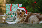 lying Australian Shepherd