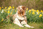 lying Australian Shepherd