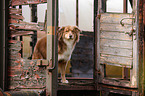 Australian Shepherd