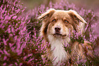 Australian Shepherd Portrait