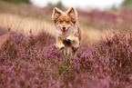 running Australian Shepherd