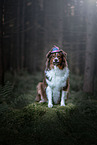 sitting Australian Shepherd