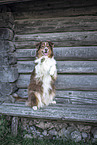 begging Australian Shepherd