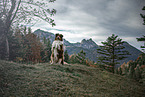 begging Australian Shepherd
