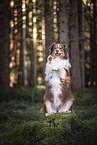 begging Australian Shepherd