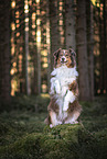 begging Australian Shepherd