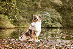 colorful Australian Shepherd