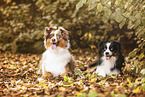 Australian Shepherds