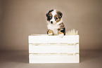6-weeks old australian shepherd puppy