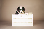 6-weeks old australian shepherd puppy