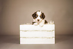 6-weeks old australian shepherd puppy