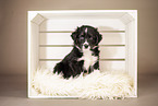 6-weeks old australian shepherd puppy