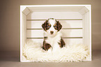 6-weeks old australian shepherd puppy