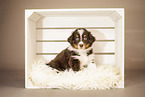 6-weeks old australian shepherd puppy