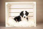 6-weeks old australian shepherd puppy