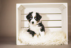 6-weeks old australian shepherd puppy