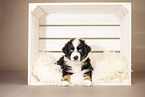 6-weeks old australian shepherd puppy