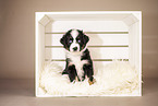 6-weeks old australian shepherd puppy