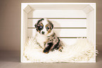 6-weeks old australian shepherd puppy