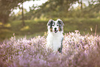 colorful Australian Shepherd