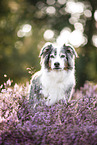 colorful Australian Shepherd