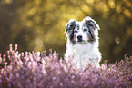colorful Australian Shepherd