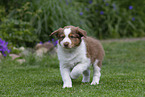 Australian Shepherd Puppy