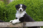 Australian Shepherd Puppy