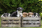 Australian Shepherd Puppies