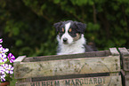 Australian Shepherd Puppy