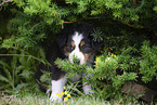 Australian Shepherd Puppy