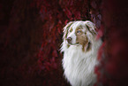 Australian Shepherd Portrait
