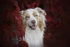 Australian Shepherd Portrait