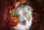 Australian Shepherd Portrait