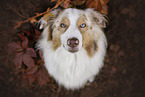 Australian Shepherd Portrait