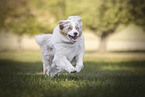 running Australian Shepherd