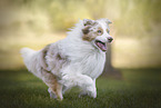 running Australian Shepherd