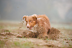Australian Shepherd in the fog
