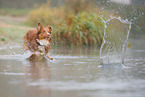 Australian Shepherd in the fog