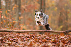Australian Shepherd in autumn