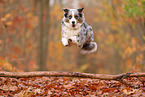 Australian Shepherd in autumn