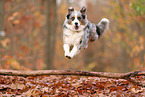Australian Shepherd in autumn